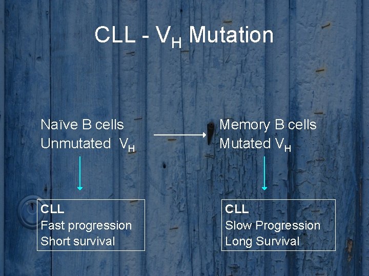 CLL - VH Mutation Naïve B cells Unmutated VH CLL Fast progression Short survival