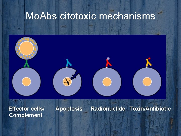 Mo. Abs citotoxic mechanisms Effector cells/ Complement Apoptosis Radionuclide Toxin/Antibiotic 