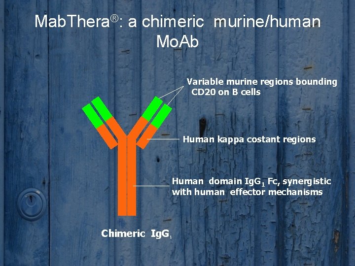 Mab. Thera®: a chimeric murine/human Mo. Ab Variable murine regions bounding CD 20 on
