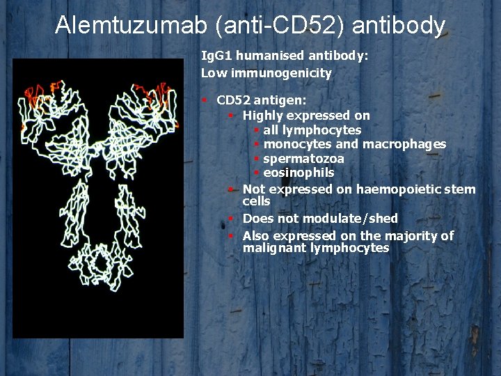 Alemtuzumab (anti-CD 52) antibody Ig. G 1 humanised antibody: Low immunogenicity § CD 52