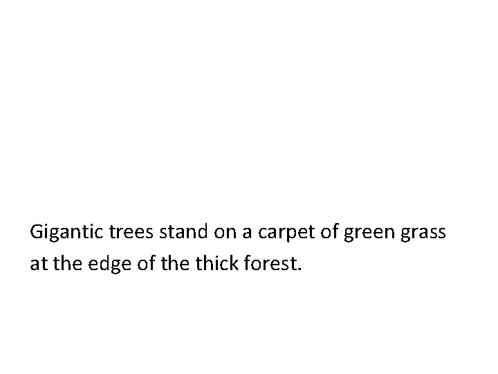 Gigantic trees stand on a carpet of green grass at the edge of the