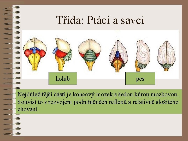 Třída: Ptáci a savci holub pes Nejdůležitější částí je koncový mozek s šedou kůrou