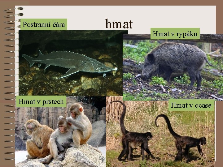 Postranní čára Hmat v prstech hmat Hmat v rypáku Hmat v ocase 