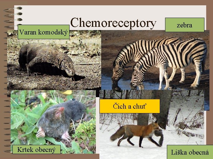 Varan komodský Chemoreceptory zebra Čich a chuť Krtek obecný Liška obecná 