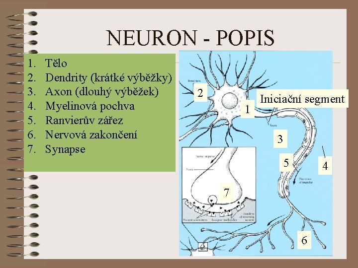 NEURON - POPIS 1. 2. 3. 4. 5. 6. 7. Tělo Dendrity (krátké výběžky)