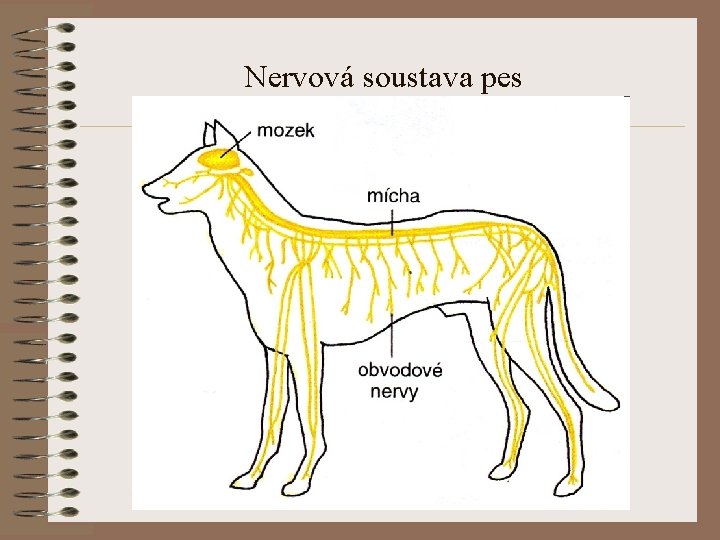 Nervová soustava pes 