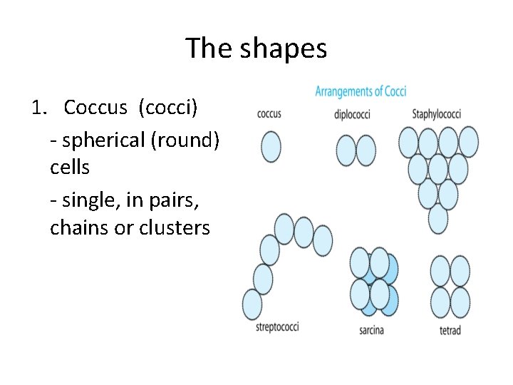 The shapes 1. Coccus (cocci) - spherical (round) cells - single, in pairs, chains