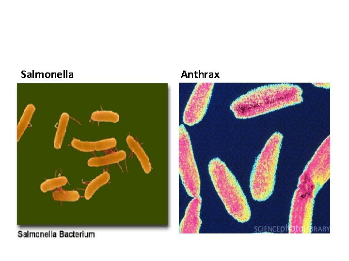 Salmonella Anthrax 