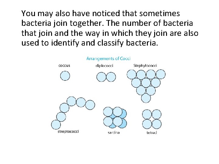 You may also have noticed that sometimes bacteria join together. The number of bacteria