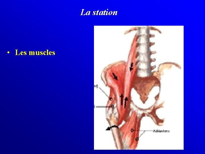 La station • Les muscles 