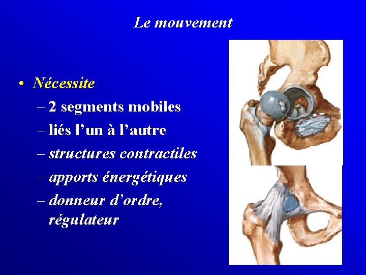 Le mouvement • Nécessite – 2 segments mobiles – liés l’un à l’autre –