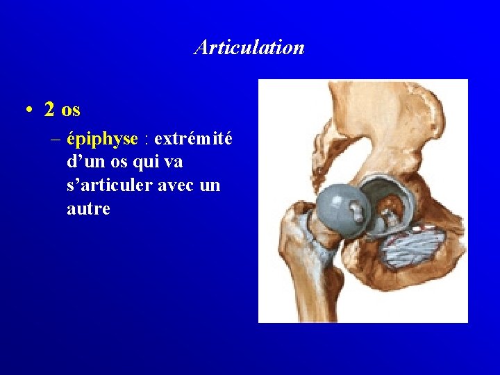 Articulation • 2 os – épiphyse : extrémité d’un os qui va s’articuler avec