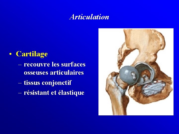 Articulation • Cartilage – recouvre les surfaces osseuses articulaires – tissus conjonctif – résistant