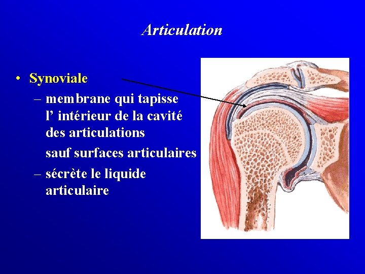 Articulation • Synoviale – membrane qui tapisse l’ intérieur de la cavité des articulations