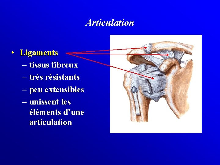 Articulation • Ligaments – tissus fibreux – très résistants – peu extensibles – unissent