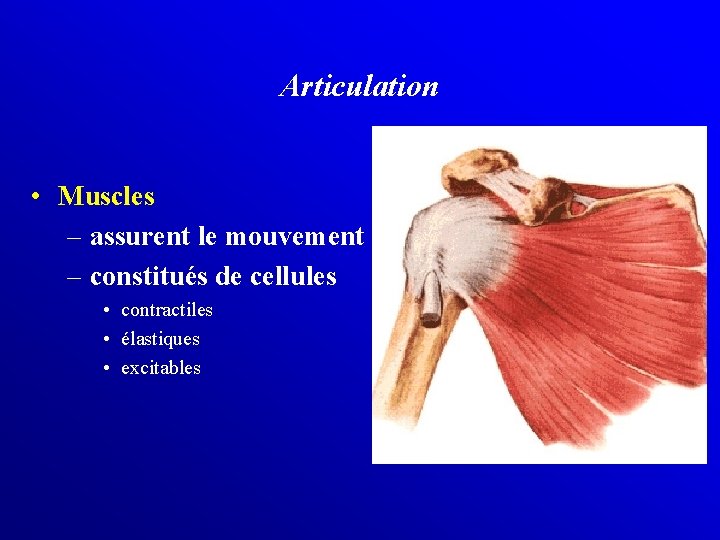 Articulation • Muscles – assurent le mouvement – constitués de cellules • contractiles •