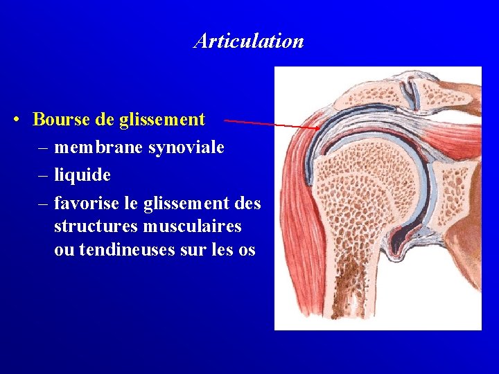 Articulation • Bourse de glissement – membrane synoviale – liquide – favorise le glissement