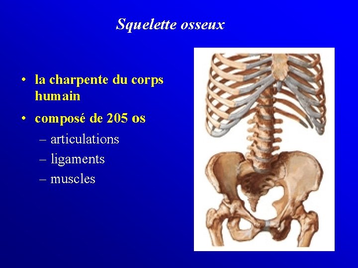  Squelette osseux • la charpente du corps humain • composé de 205 os