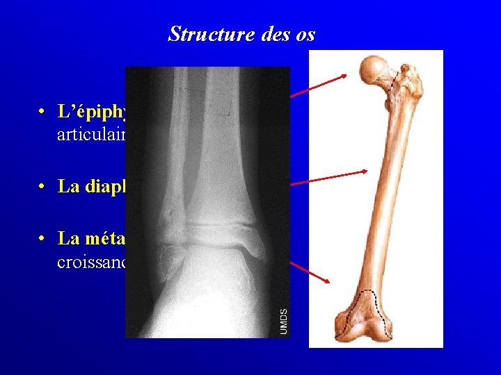 Structure des os • L’épiphyse = extrêmité articulaire • La diaphyse = axe porteur