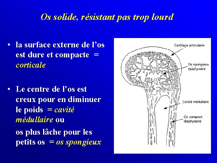 Os solide, résistant pas trop lourd • la surface externe de l’os est dure