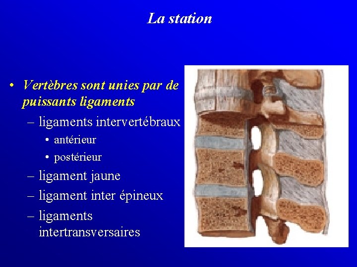 La station • Vertèbres sont unies par de puissants ligaments – ligaments intervertébraux •