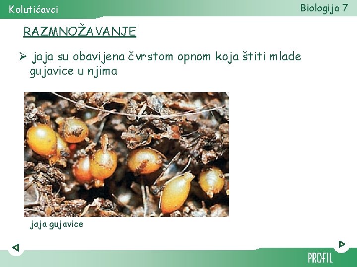 Kolutićavci Biologija 7 RAZMNOŽAVANJE Ø jaja su obavijena čvrstom opnom koja štiti mlade gujavice