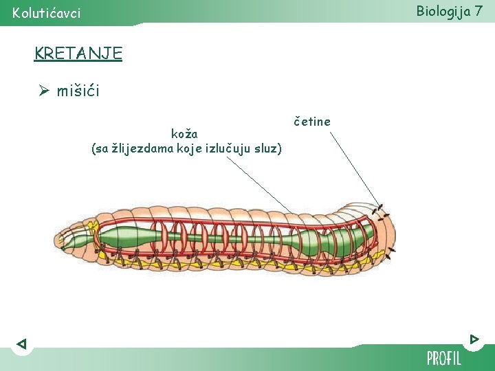 Biologija 7 Kolutićavci KRETANJE Ø mišići koža (sa žlijezdama koje izlučuju sluz) četine 