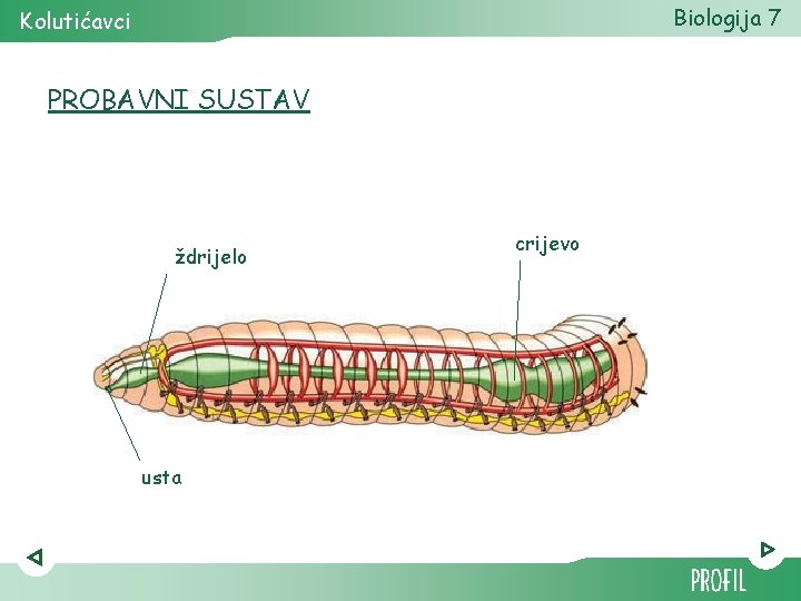 Biologija 7 Kolutićavci PROBAVNI SUSTAV ždrijelo usta crijevo 