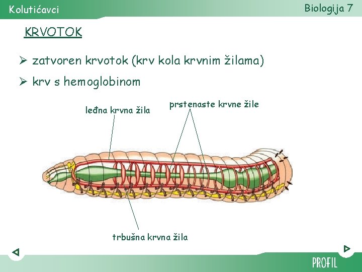 Biologija 7 Kolutićavci KRVOTOK Ø zatvoren krvotok (krv kola krvnim žilama) Ø krv s