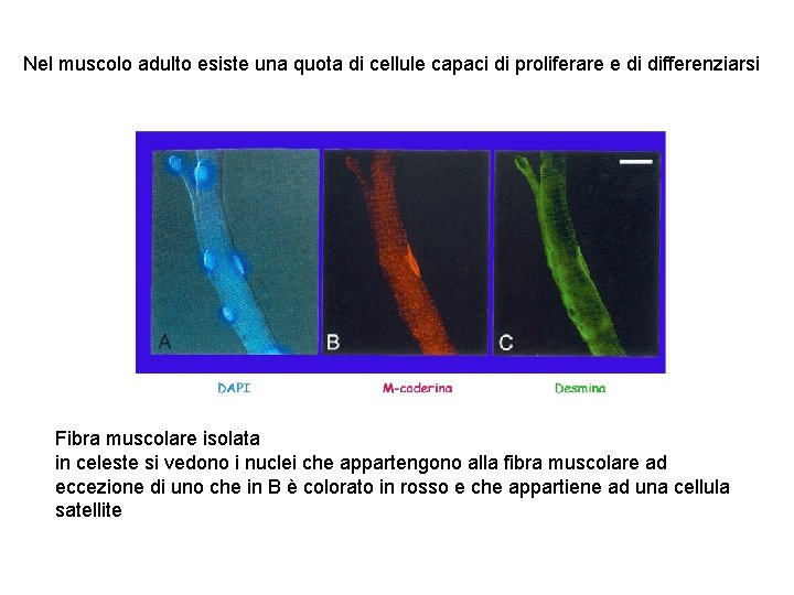 Nel muscolo adulto esiste una quota di cellule capaci di proliferare e di differenziarsi