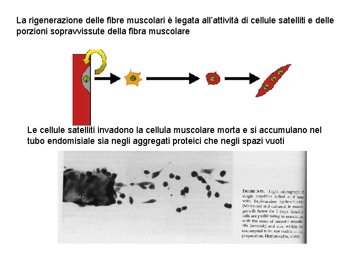 La rigenerazione delle fibre muscolari è legata all’attività di cellule satelliti e delle porzioni