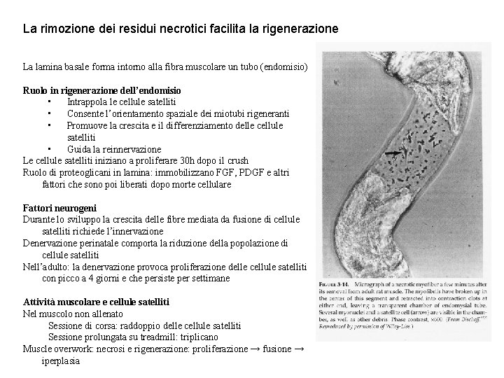 La rimozione dei residui necrotici facilita la rigenerazione La lamina basale forma intorno alla