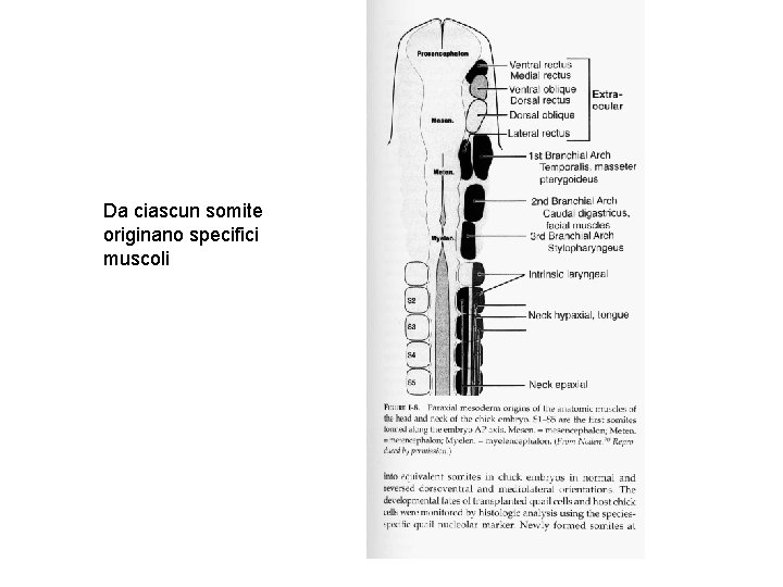 Da ciascun somite originano specifici muscoli 