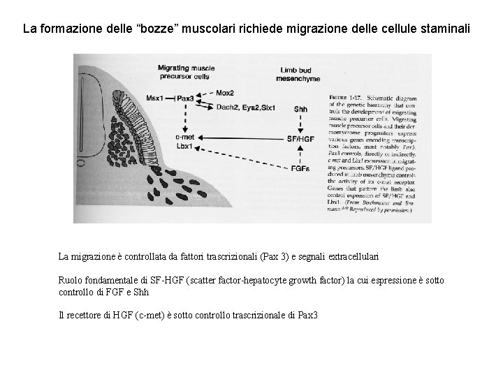 La formazione delle “bozze” muscolari richiede migrazione delle cellule staminali La migrazione è controllata