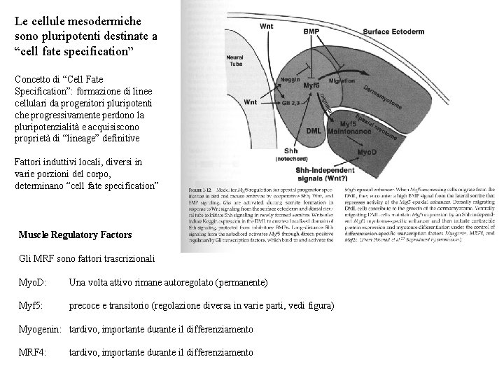 Le cellule mesodermiche sono pluripotenti destinate a “cell fate specification” Concetto di “Cell Fate