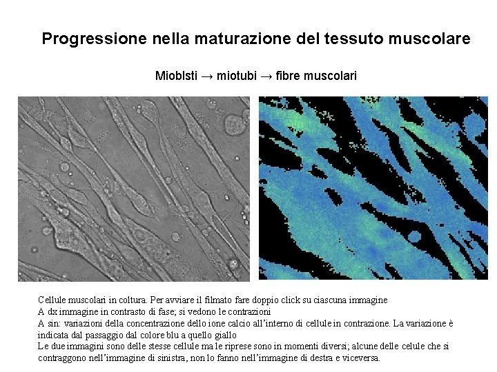 Progressione nella maturazione del tessuto muscolare Mioblsti → miotubi → fibre muscolari Cellule muscolari