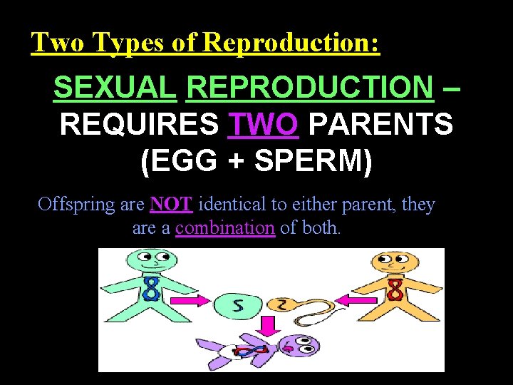 Two Types of Reproduction: SEXUAL REPRODUCTION – REQUIRES TWO PARENTS (EGG + SPERM) Offspring