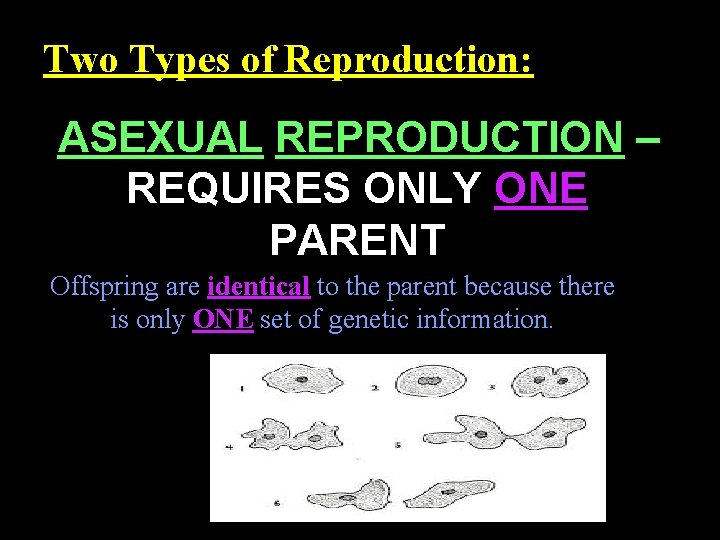Two Types of Reproduction: ASEXUAL REPRODUCTION – REQUIRES ONLY ONE PARENT Offspring are identical