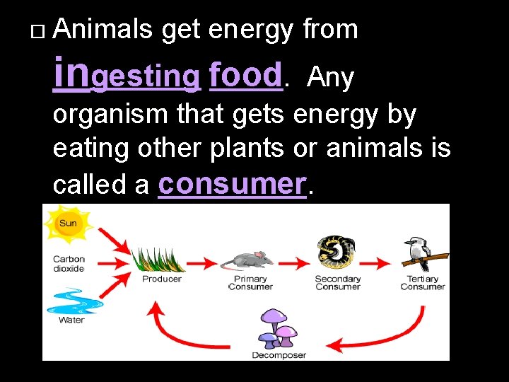  Animals get energy from ingesting food. Any organism that gets energy by eating