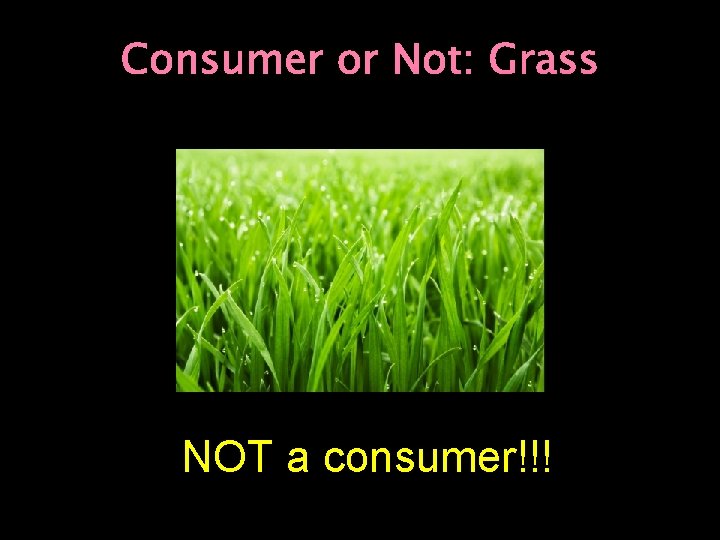 Consumer or Not: Grass NOT a consumer!!! 