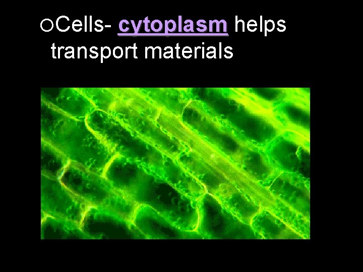  Cells- cytoplasm helps transport materials 