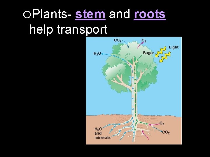  Plants- stem and roots help transport 