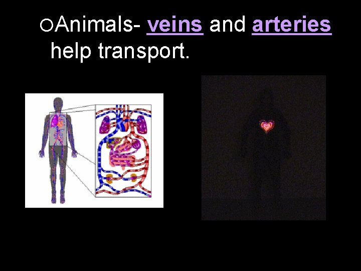  Animals- veins and arteries help transport. 