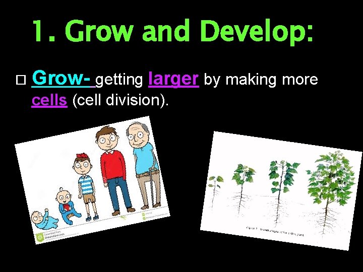 1. Grow and Develop: Grow- getting larger by making more cells (cell division). 