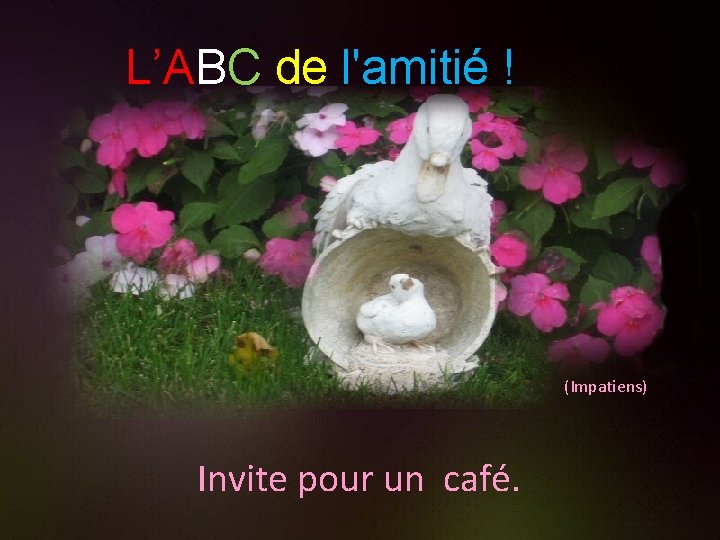 L’ABC de l'amitié ! (Impatiens) Invite pour un café. 