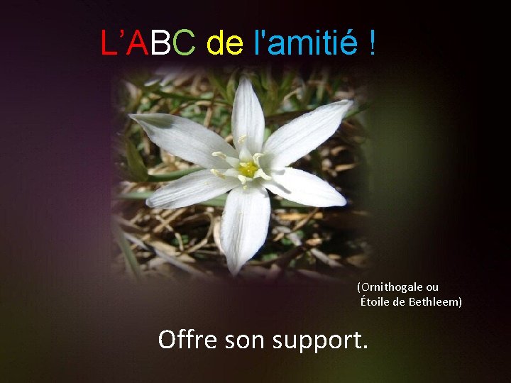 L’ABC de l'amitié ! (Ornithogale ou Étoile de Bethleem) Offre son support. 