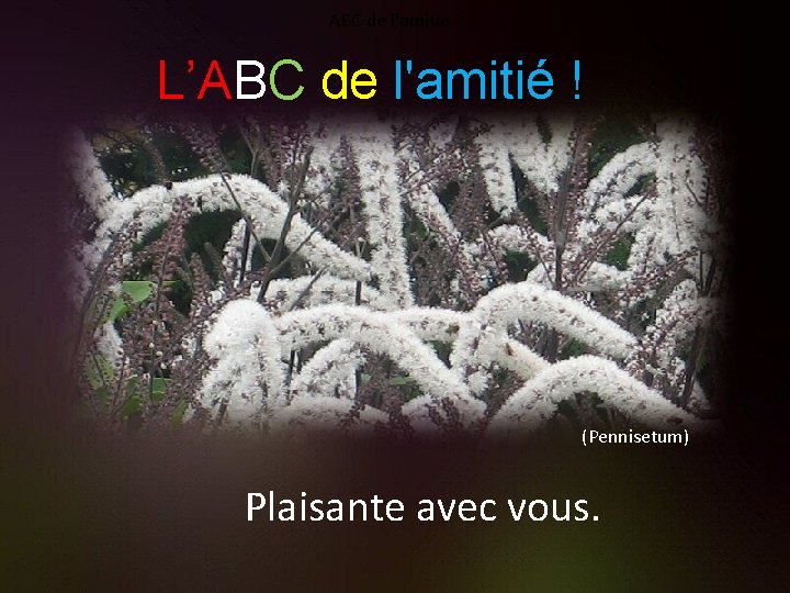 ABC de l'amitié ! L’ABC de l'amitié ! (Pennisetum) Plaisante avec vous. 