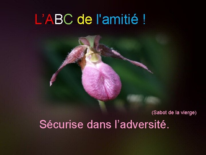 L’ABC de l'amitié ! L’a b c de l’amitié (Sabot de la vierge) Sécurise