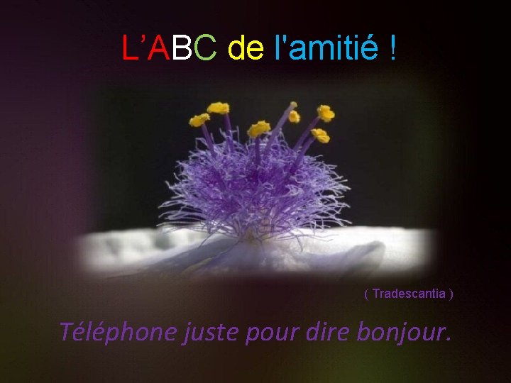 L’ABC de l'amitié ! ( Tradescantia ) Téléphone juste pour dire bonjour. 