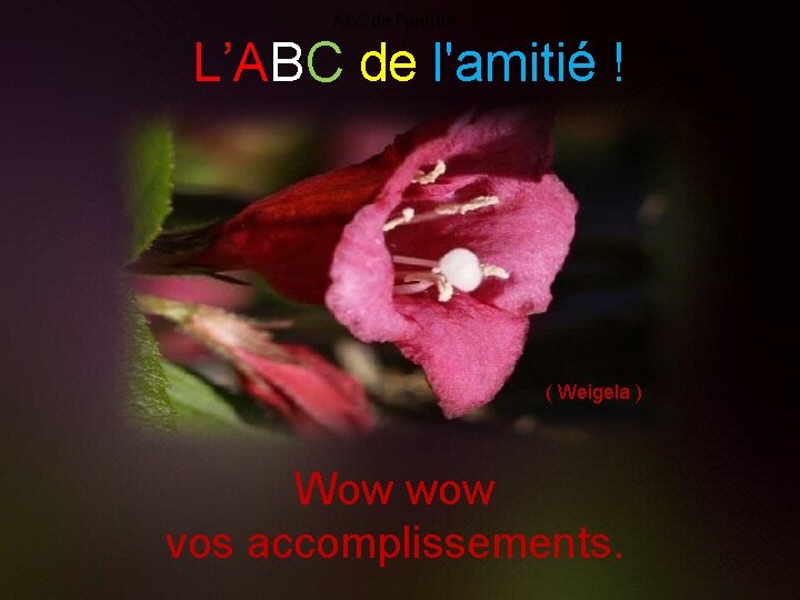 ABC de l'amitié ! L’ABC de l'amitié ! ( Weigela ) Wow wow vos